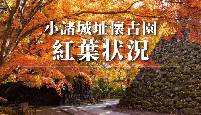 紅葉まつり 2024.10.19～11.17