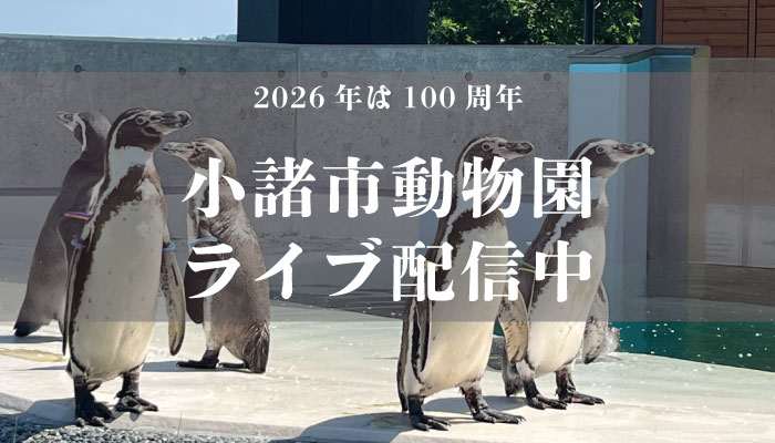 小諸市動物園ライブ配信中