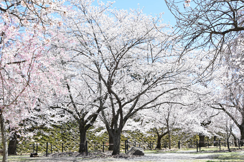 馬場 イメージ